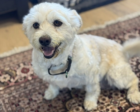 Happy dog at Pawradise